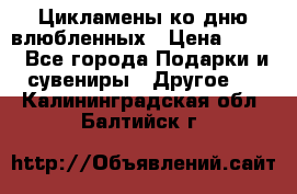 Цикламены ко дню влюбленных › Цена ­ 180 - Все города Подарки и сувениры » Другое   . Калининградская обл.,Балтийск г.